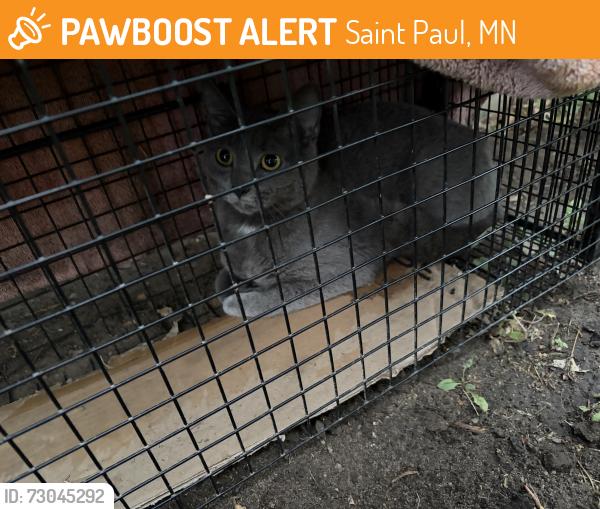 Found/Stray Unknown Cat last seen Rice/ Larpenteur, Saint Paul, MN 55117