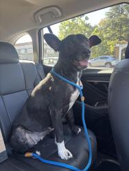 Found/Stray Female Dog last seen Minerva St San Leandro, San Leandro, CA 94577