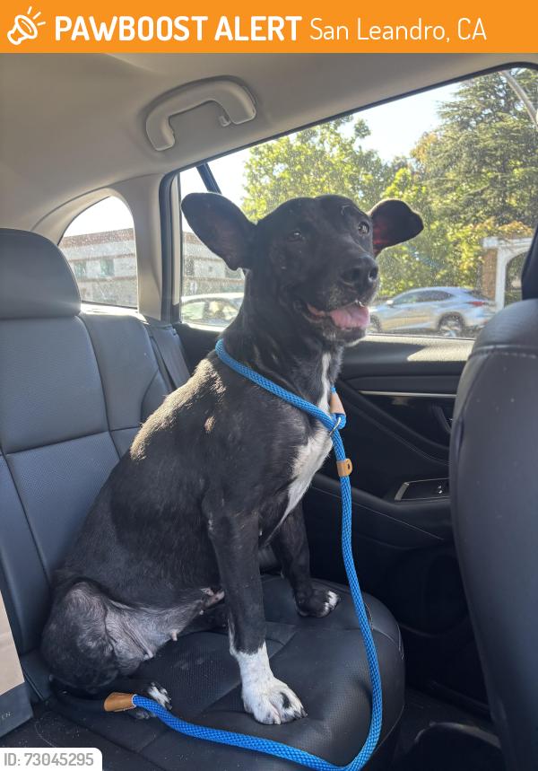 Found/Stray Female Dog last seen Minerva St San Leandro, San Leandro, CA 94577