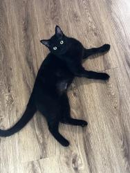 Lost Male Cat last seen Winfield farms, Little Elm, TX 75068