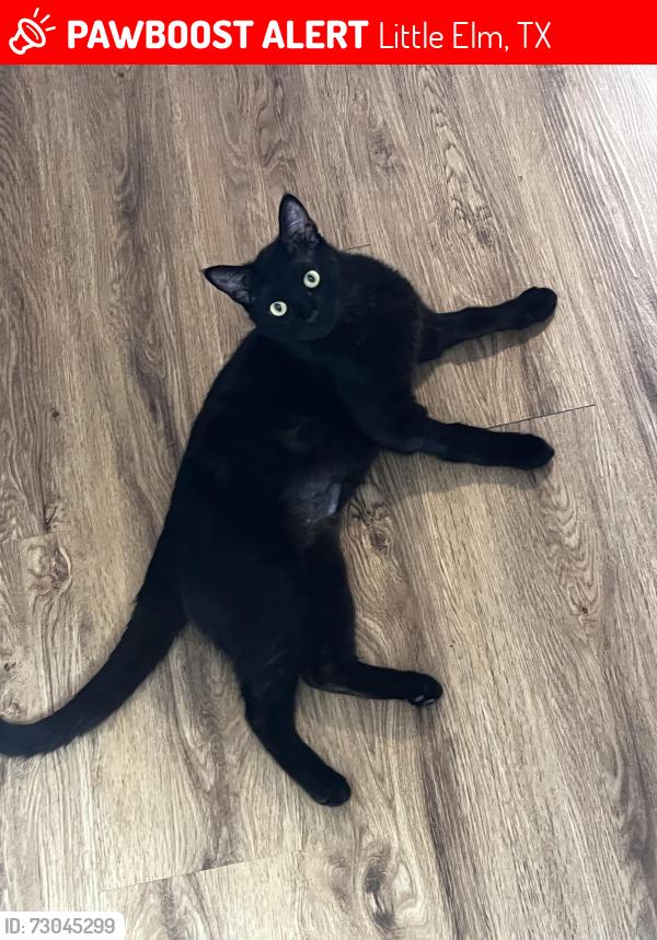 Lost Male Cat last seen Winfield farms, Little Elm, TX 75068