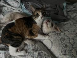 Lost Female Cat last seen W Elowin Ave, Visalia, CA 93277