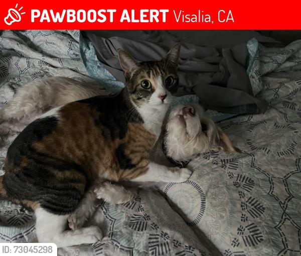 Lost Female Cat last seen W Elowin Ave, Visalia, CA 93277