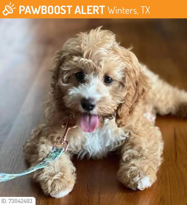 Found/Stray Female Dog last seen Train station, Winters, TX 79567