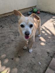 Found/Stray Male Dog last seen Near Pioneer Blvd and Bluejay Ave, Santa Fe Springs, CA 90670