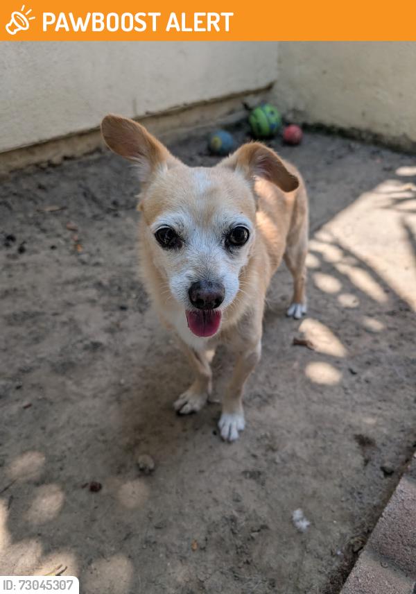Found/Stray Male Dog last seen Near Pioneer Blvd and Bluejay Ave, Santa Fe Springs, CA 90670