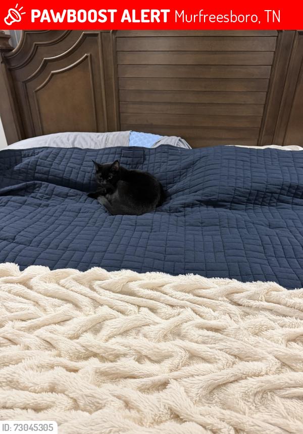 Lost Female Cat last seen Near east Compton road. Murfreesboro, TN 37130, Murfreesboro, TN 37130