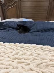 Lost Female Cat last seen Near east Compton road. Murfreesboro, TN 37130, Murfreesboro, TN 37130