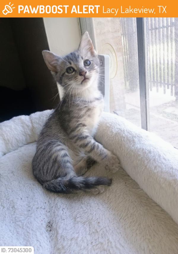 Found/Stray Female Cat last seen Meyers lane I 35, Lacy Lakeview, TX 76705
