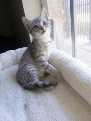 Found/Stray Female Cat last seen Meyers lane I 35, Lacy Lakeview, TX 76705