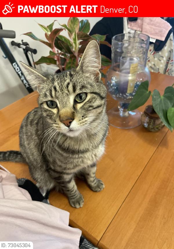 Lost Male Cat last seen Jewell and Raritan , Denver, CO 80223