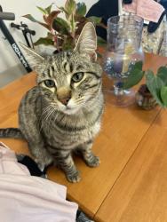 Lost Male Cat last seen Jewell and Raritan , Denver, CO 80223