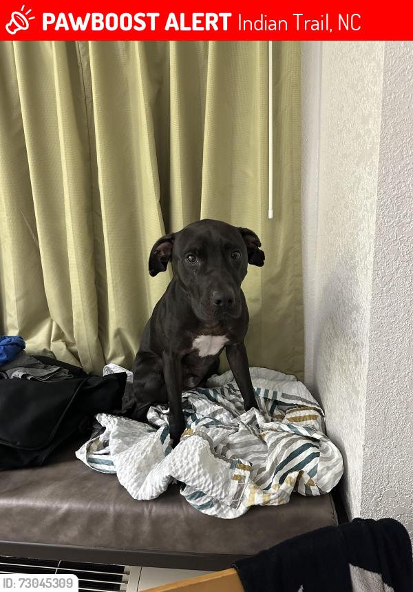 Lost Male Dog last seen Highway 74, Indian Trail, NC 28079