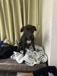 Lost Male Dog last seen Highway 74, Indian Trail, NC 28079