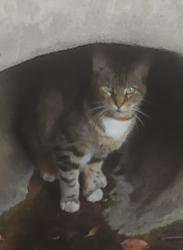 Found/Stray Unknown Cat last seen Cul-de-sac on Fairway Dr, Orange, CA 92866