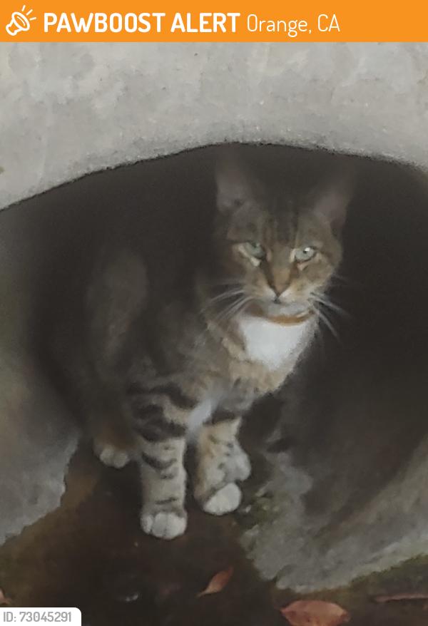 Found/Stray Unknown Cat last seen Cul-de-sac on Fairway Dr, Orange, CA 92866