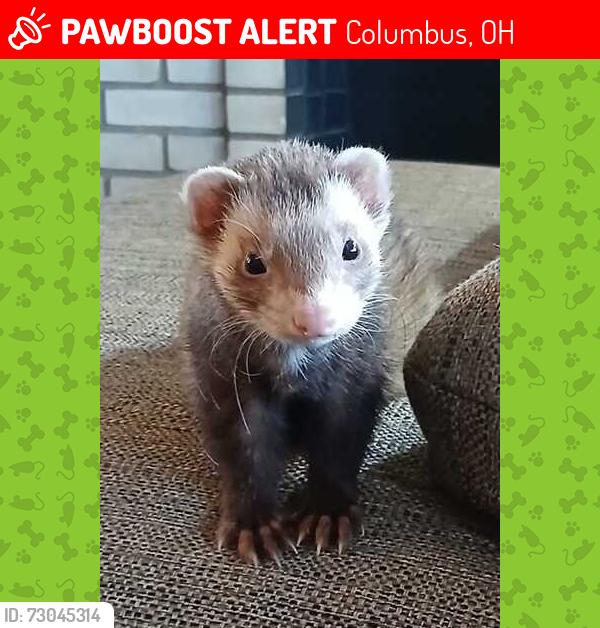 Lost Male Other last seen Thurman ave and 18th , Columbus, OH 43206