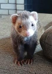 Lost Male Other last seen Thurman ave and 18th , Columbus, OH 43206