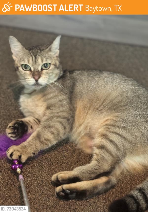 Found/Stray Female Cat last seen Fortune Dr. & Alexander Dr., Baytown, TX 77520