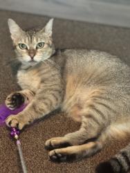 Found/Stray Female Cat last seen Fortune Dr. & Alexander Dr., Baytown, TX 77520