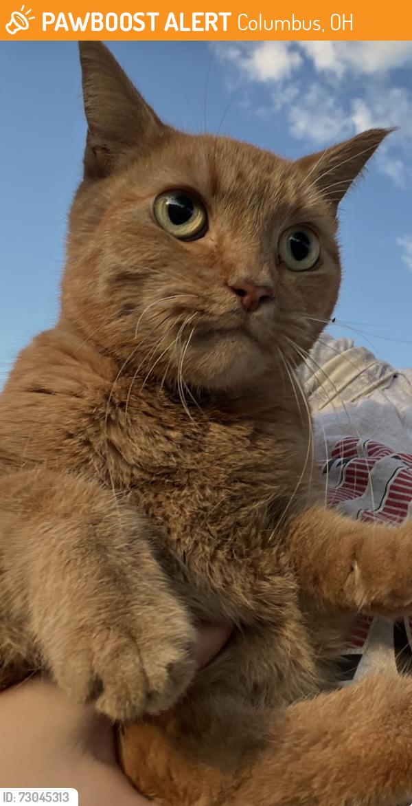 Found/Stray Unknown Cat last seen Speedway, Columbus, OH 43213