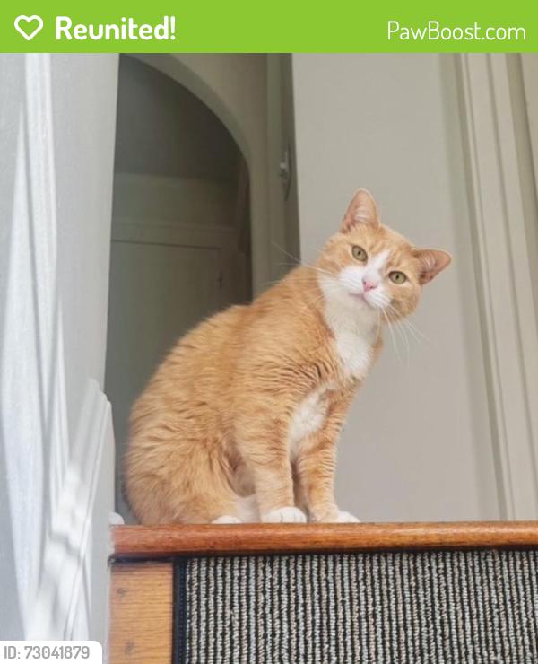 Reunited Male Cat last seen N. 2nd street and Wiconisco St., Harrisburg, PA 17110