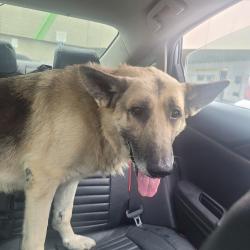 Found/Stray Male Dog last seen Near Main St, Los Angeles, CA 90037, Los Angeles, CA 90037