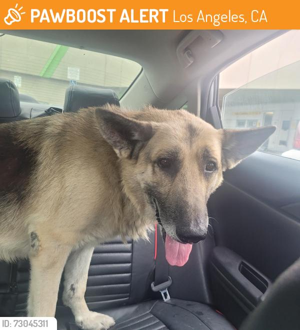Found/Stray Male Dog last seen Near Main St, Los Angeles, CA 90037, Los Angeles, CA 90037