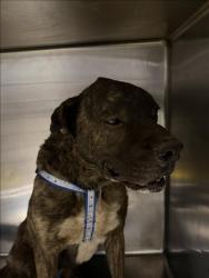 Shelter Stray Unknown Dog last seen , 14409 Vanowen St, Van Nuys, CA 91405, USA