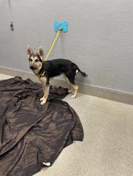 Shelter Stray Female Dog last seen , 655 N Mojave Rd, Las Vegas, NV 89101, USA