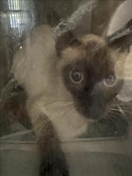 Shelter Stray Unknown Cat last seen , 957 N Gaffey St, San Pedro, CA 90731, USA