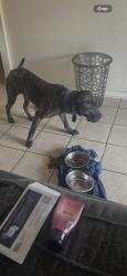 Lost Female Dog last seen Central n vineyard, Phoenix, AZ 85041