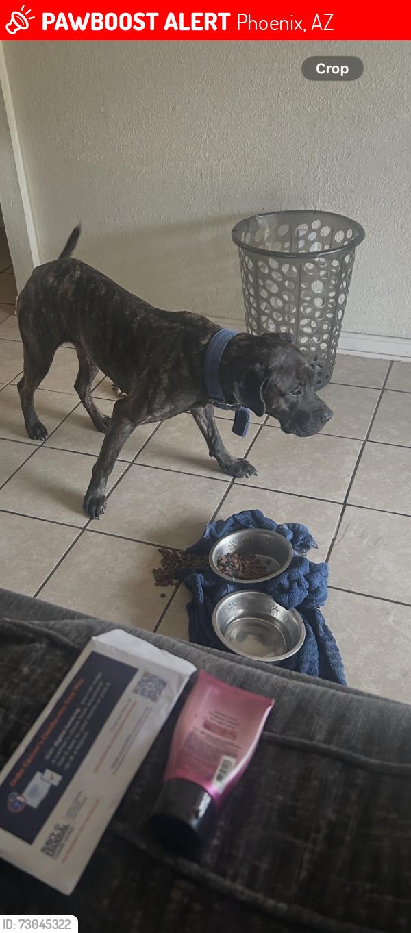 Lost Female Dog last seen Central n vineyard, Phoenix, AZ 85041