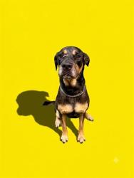 Shelter Stray Male Dog last seen Near BLOCK SANTEE RD, 2020 Forest St, Jacksonville, FL 32204, USA