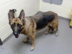 Shelter Stray Male Dog last seen Near BLOCK WALNUT ST, DENVER CO 80204, 1241 W Bayaud Ave, Denver, CO 80223, USA