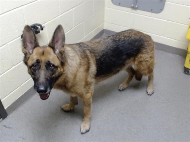 Shelter Stray Male Dog last seen Near BLOCK WALNUT ST, DENVER CO 80204, 1241 W Bayaud Ave, Denver, CO 80223, USA