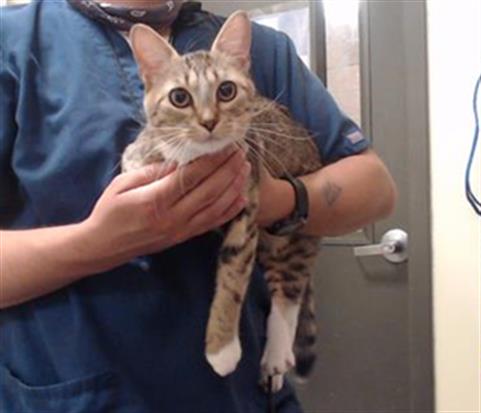 Shelter Stray Female Cat last seen Near BLOCK S LIVERPOOL ST. AURORA CO 80016, 1241 W Bayaud Ave, Denver, CO 80223, USA