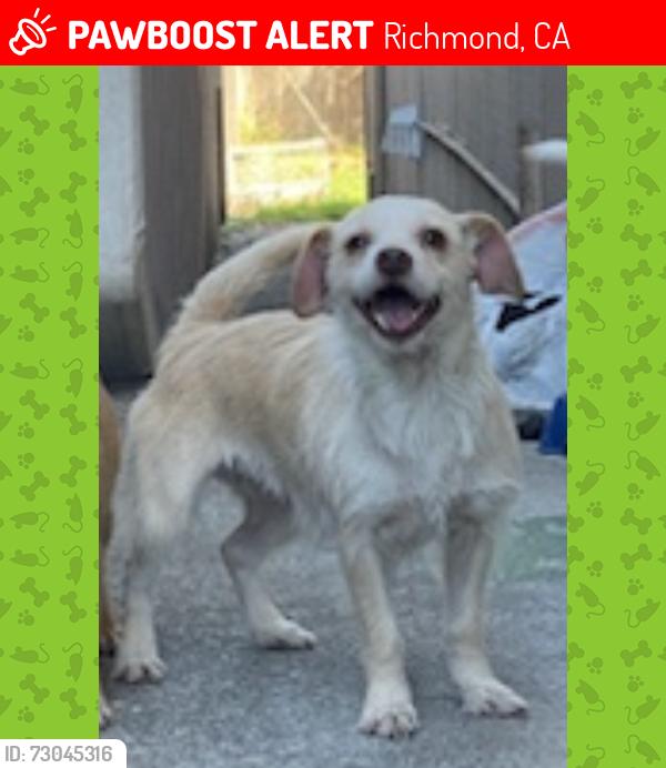 Lost Female Dog last seen Near 12th St Richmond Ca 94801, Richmond, CA 94801