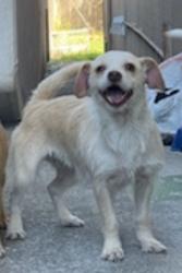 Lost Female Dog last seen Near 12th St Richmond Ca 94801, Richmond, CA 94801