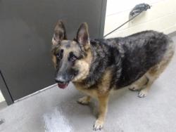 Shelter Stray Male Dog last seen Near BLOCK WALNUT ST, DENVER CO 80204, 1241 W Bayaud Ave, Denver, CO 80223, USA