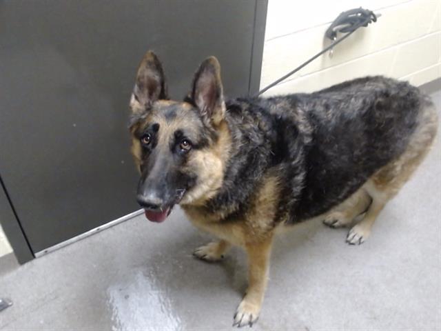 Shelter Stray Male Dog last seen Near BLOCK WALNUT ST, DENVER CO 80204, 1241 W Bayaud Ave, Denver, CO 80223, USA