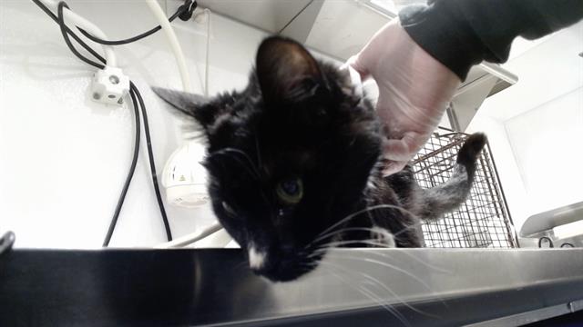 Shelter Stray Female Cat last seen LYON X GOLDEN GATE AVE, 1419 Bryant St, San Francisco, CA 94103, USA