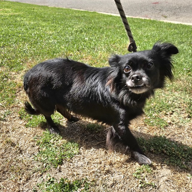 Shelter Stray Female Dog last seen Near BLK WALNUT AVE, LONG BEACH, CA 90807, 7700 E Spring St, Long Beach, CA 90815, USA