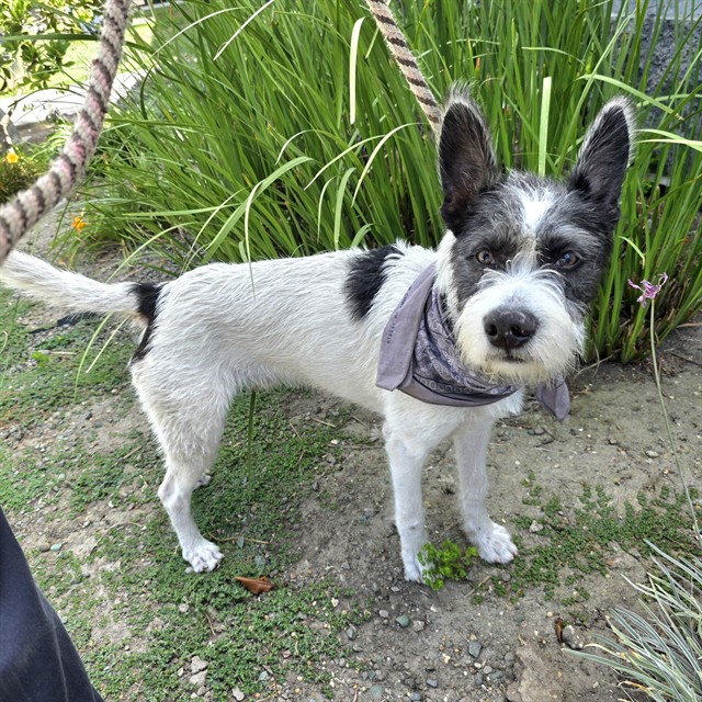 Shelter Stray Male Dog last seen Near BLK E. 11TH ST. LONG BEACH CA 90813, 7700 E Spring St, Long Beach, CA 90815, USA