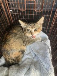 Shelter Stray Male Cat last seen Near BLK ORANGE AVE. LONG BEACH CA 90805, 7700 E Spring St, Long Beach, CA 90815, USA