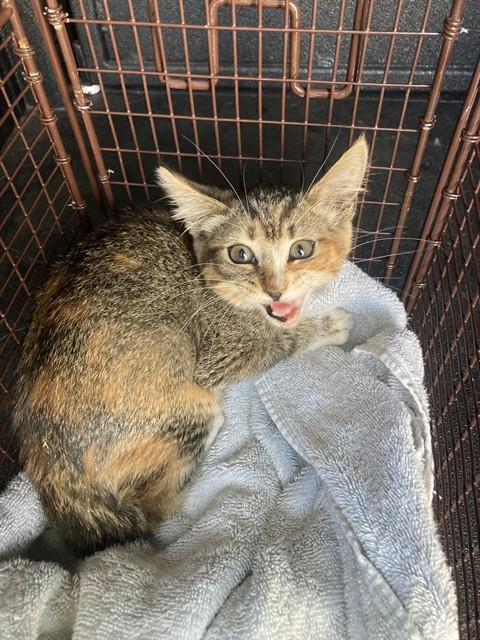 Shelter Stray Male Cat last seen Near BLK ORANGE AVE. LONG BEACH CA 90805, 7700 E Spring St, Long Beach, CA 90815, USA