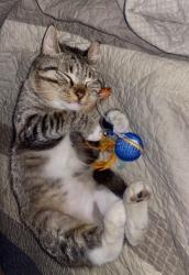 Lost Male Cat last seen White Rock Rd Jacksboro, Campbell County, TN 37757