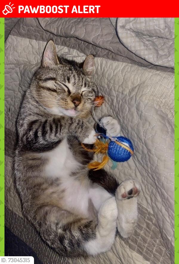 Lost Male Cat last seen White Rock Rd Jacksboro, Campbell County, TN 37757