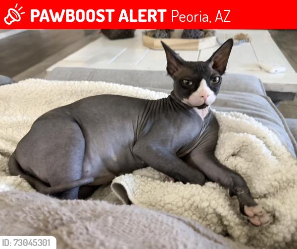 Lost Male Cat last seen 105th and Happy Valley, Peoria, AZ 85383