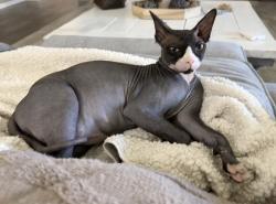 Lost Male Cat last seen 105th and Happy Valley, Peoria, AZ 85383